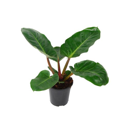 Philodendron melinia gold