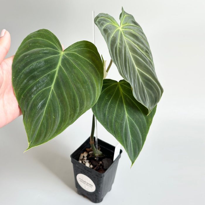 Philodendron melinia gold - Image 2