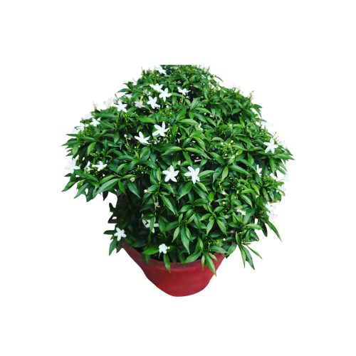 Pinwheel Flower / నందివర్ధనం పుష్పం(Mudda,Rekka)