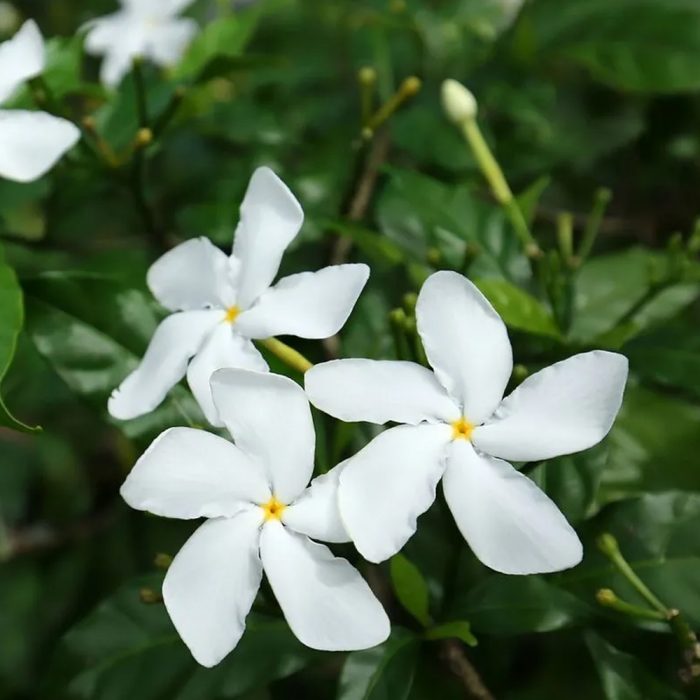 Pinwheel Flower / నందివర్ధనం పుష్పం(Mudda,Rekka) - Image 2