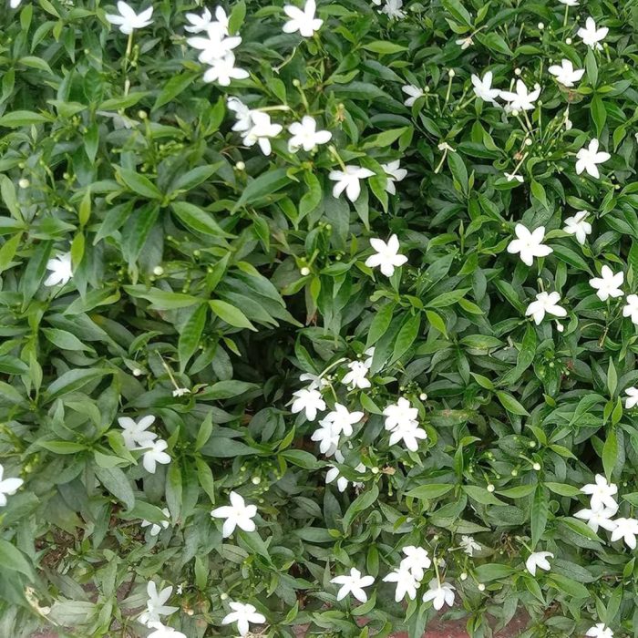 Pinwheel Flower / నందివర్ధనం పుష్పం(Mudda,Rekka) - Image 3