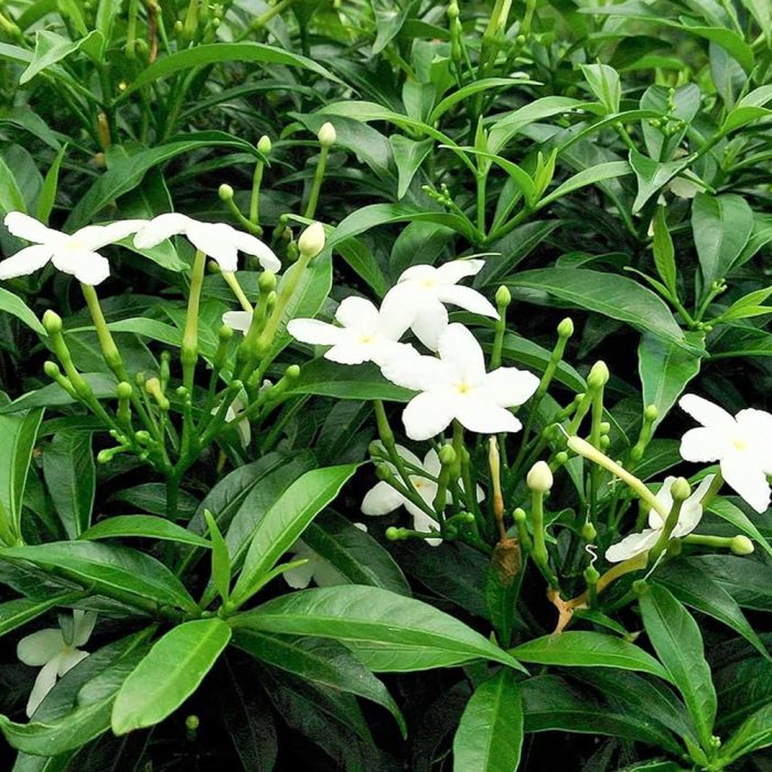Pinwheel Flower / నందివర్ధనం పుష్పం(Mudda,Rekka) - Image 4