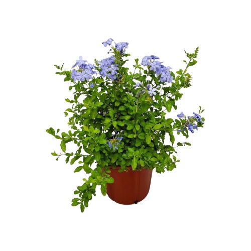 Plumbago