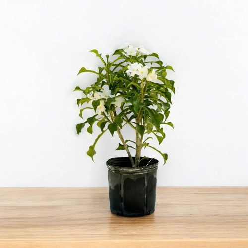 Plumeria pudica