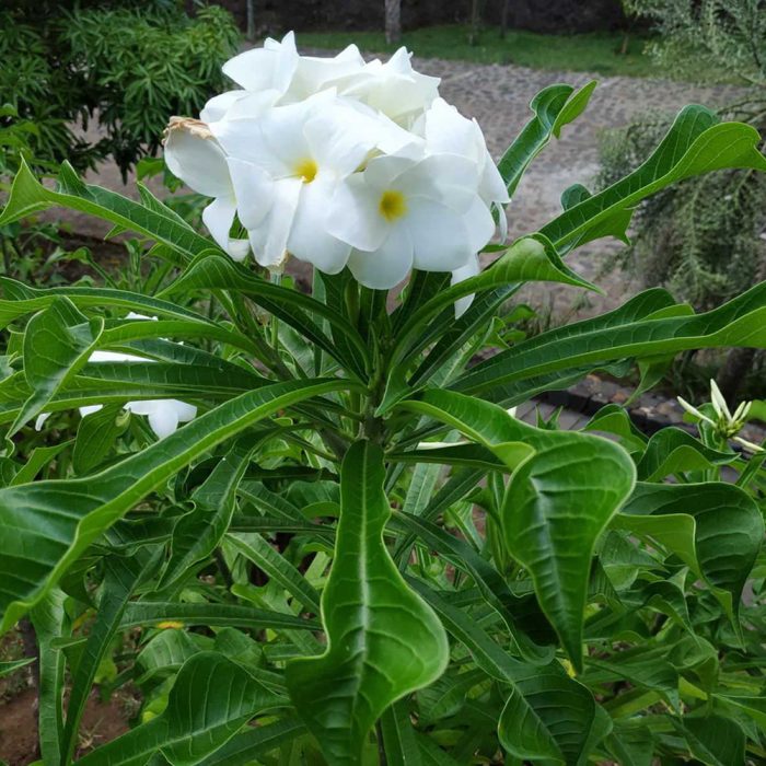 Plumeria pudica - Image 2