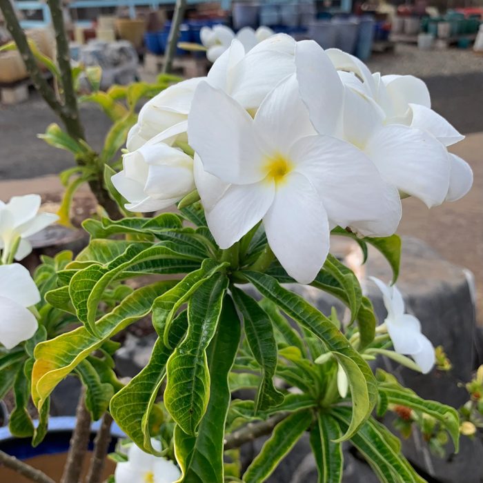 Plumeria pudica - Image 3