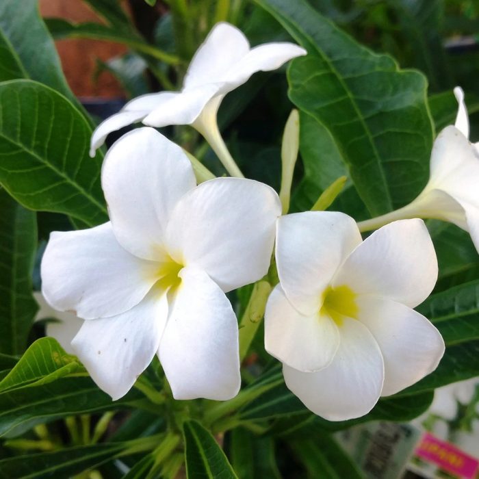 Plumeria pudica - Image 4