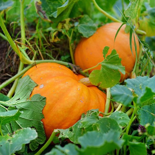 Pumpkin