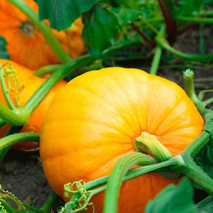 Pumpkin - Image 2