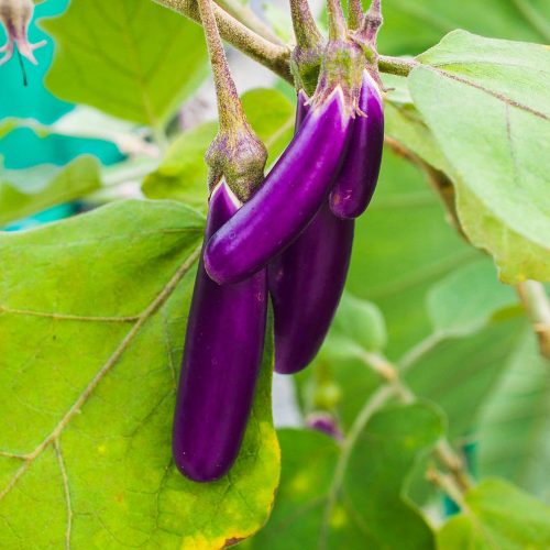 Purple Brinjal