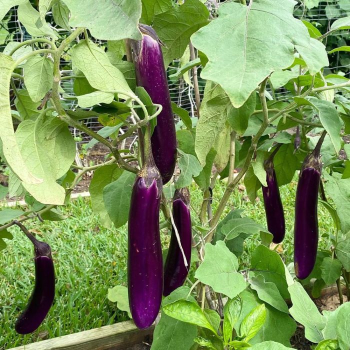 Purple Brinjal - Image 2