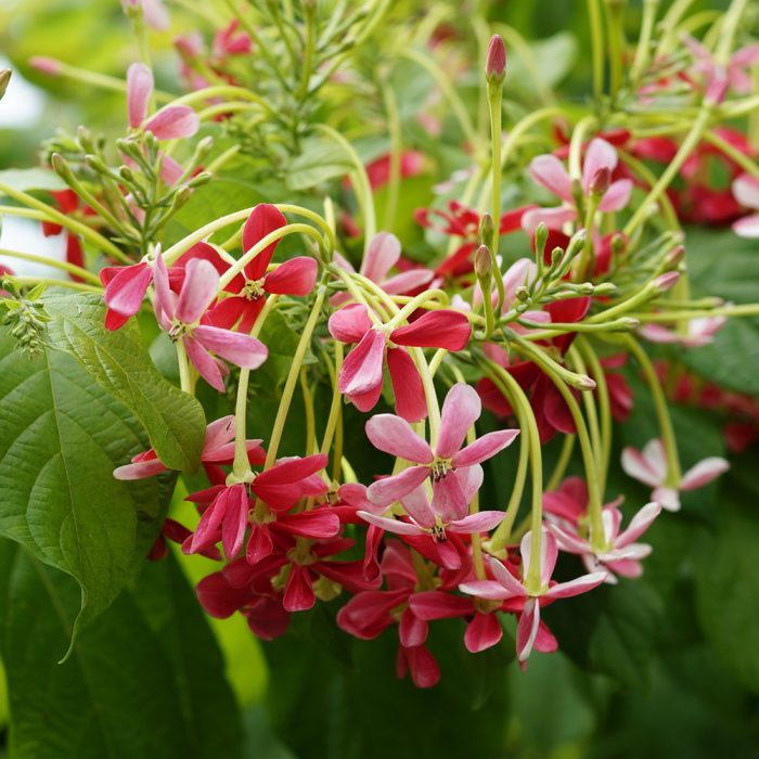 Radha Manoharam (double petal) - Image 2