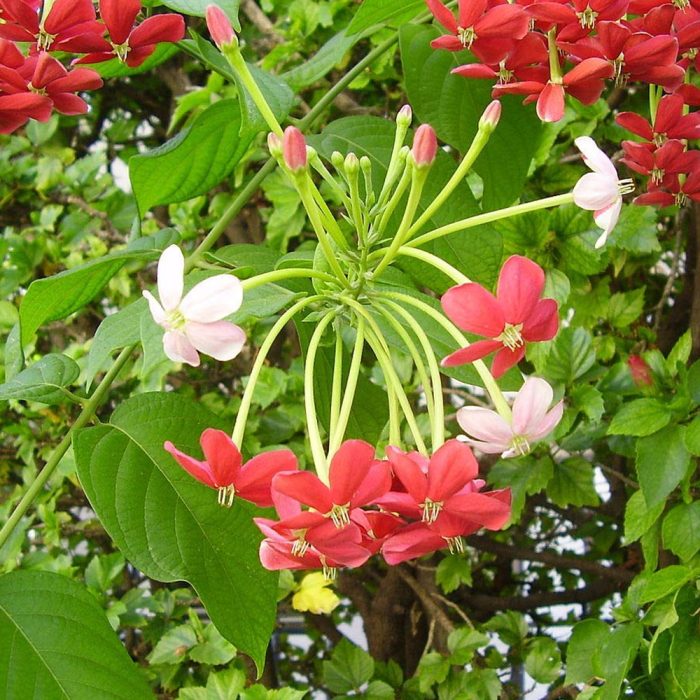 Radha Manoharam (double petal) - Image 3
