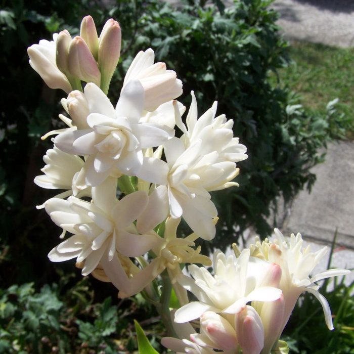 Rajanigandhaa ( double petal ) - Image 2