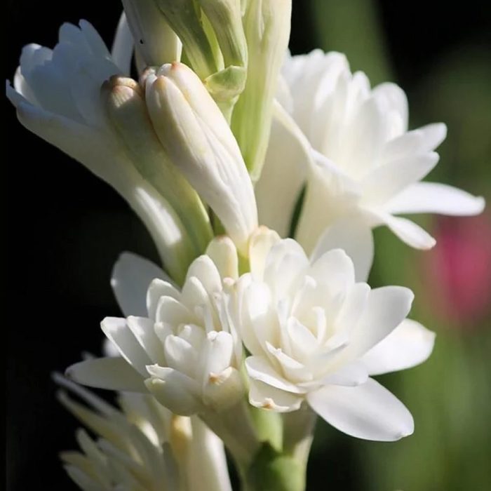 Rajanigandhaa ( double petal ) - Image 3