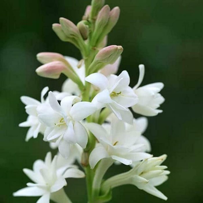 Rajanigandhaa ( double petal ) - Image 4