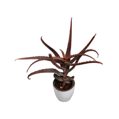Red Aloe vera