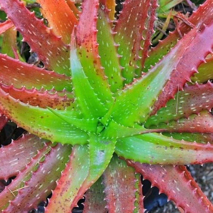 Red Aloe vera - Image 2