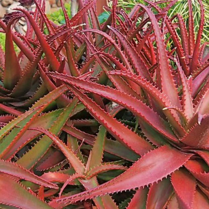 Red Aloe vera - Image 3