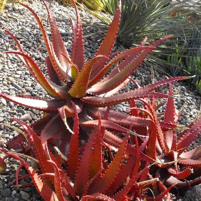 Red Aloe vera - Image 4