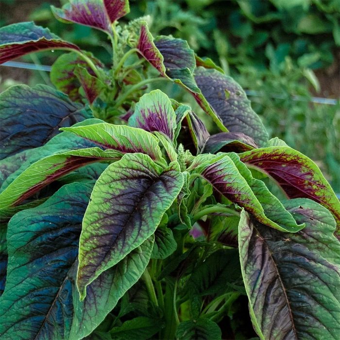 Red Ameranthas ( Red Thotakura ) - Image 3