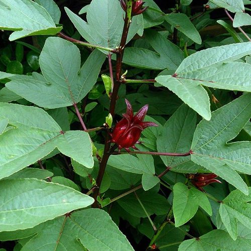 Red Gongura