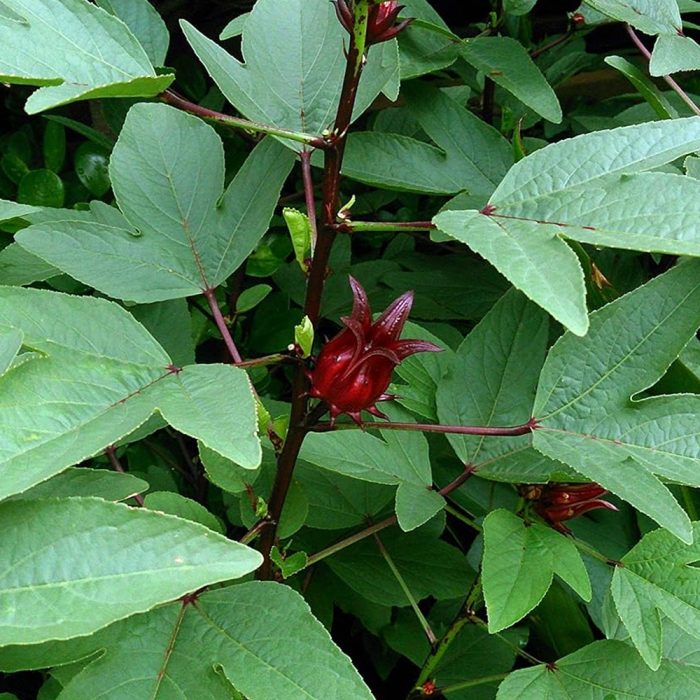 Red Gongura