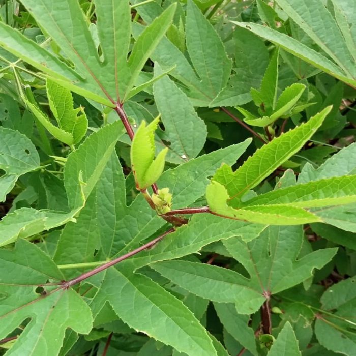 Red Gongura - Image 2