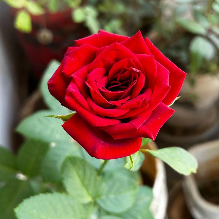 Rose - Image 2