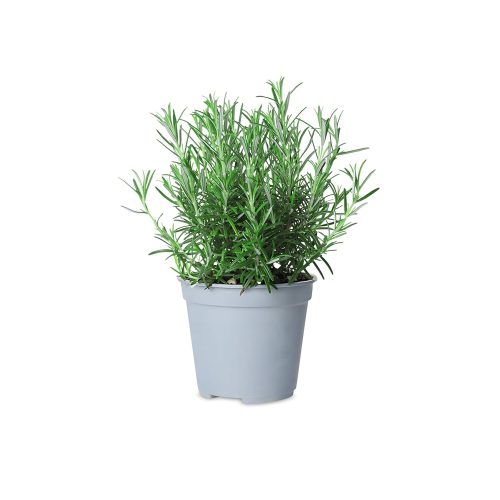 Rosemary Italian Herb
