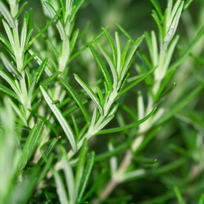 Rosemary Italian Herb - Image 2