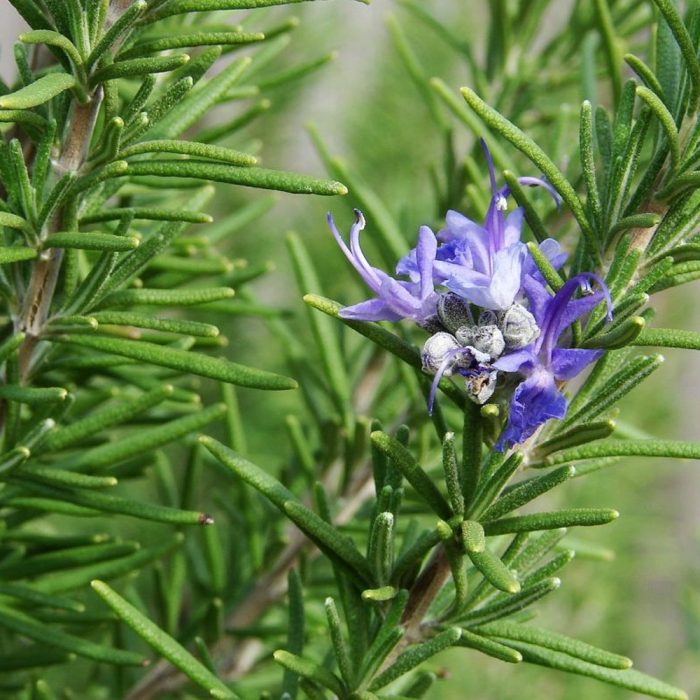 Rosemary Italian Herb - Image 3
