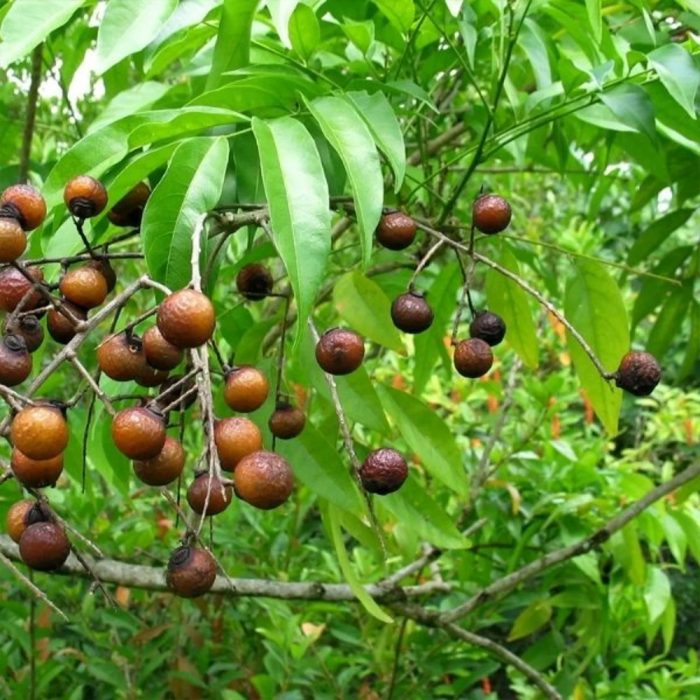 Rudraksha - Image 3