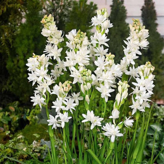 Sampangi white - Image 2