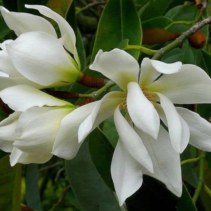 Sampangi white - Image 4