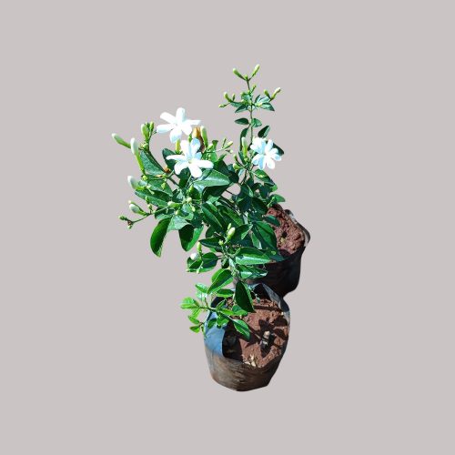 Sannajaji plant