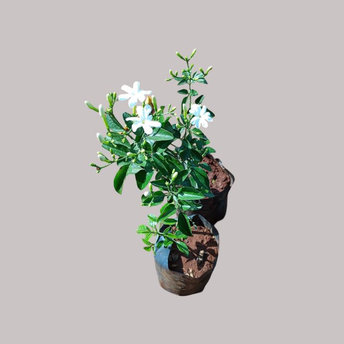 Sannajaji plant