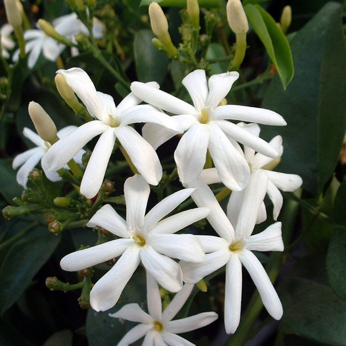 Sannajaji plant - Image 2