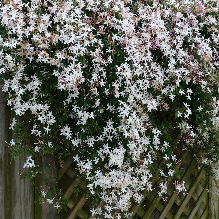 Sannajaji plant - Image 3