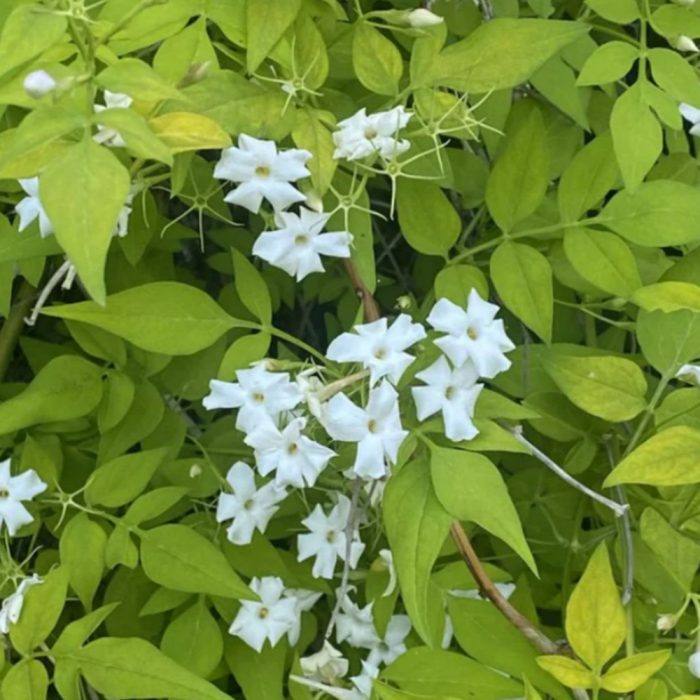 Sannajaji plant - Image 4