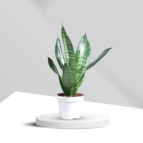 Sanseveria Superba