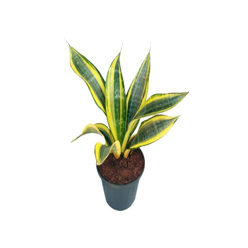 Sansevieria