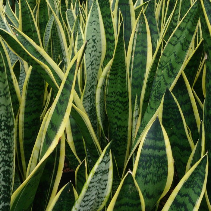 Sansevieria - Image 2