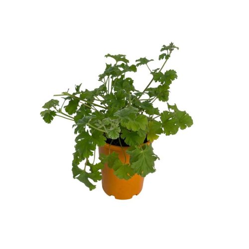 Scented Geranium