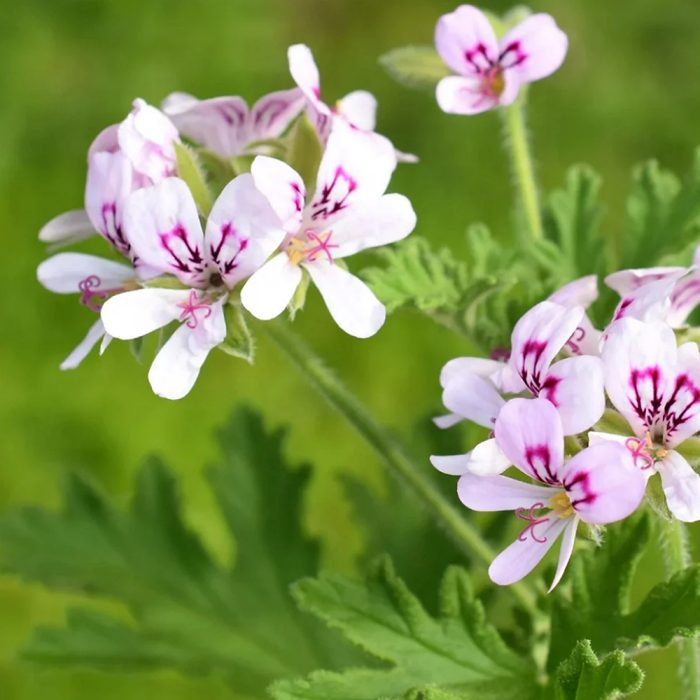 Scented Geranium - Image 2