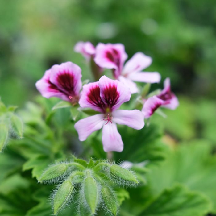 Scented Geranium - Image 3