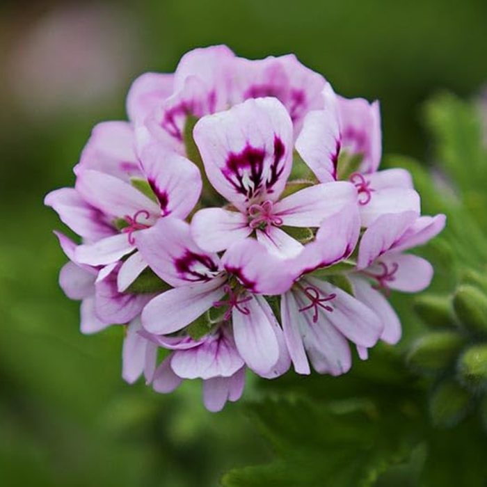 Scented Geranium - Image 4