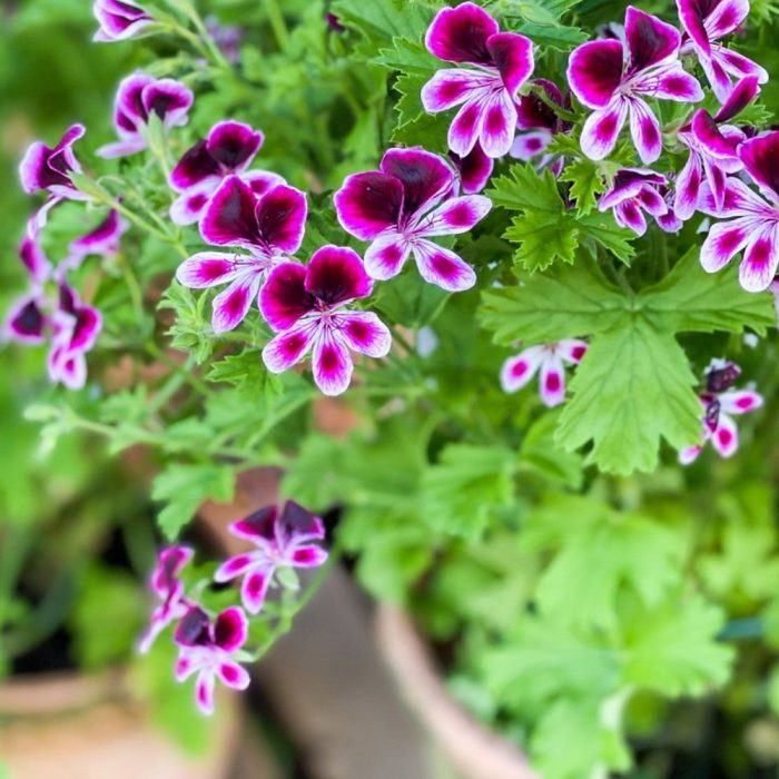 Scented Geranium - Image 5