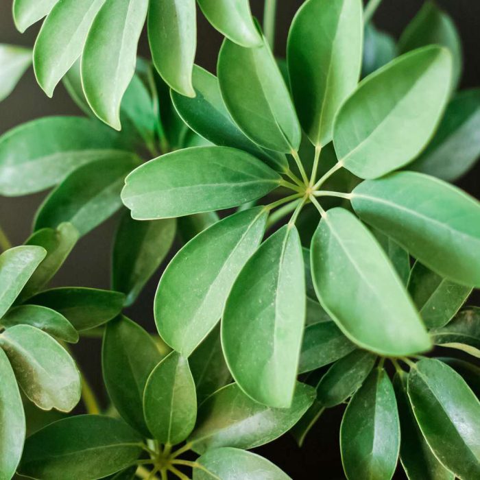 Schefflera - Image 2