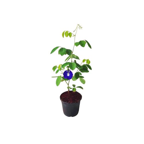 Shanku flower